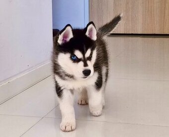 Champion blue eyed Siberian Husky FCI puppy