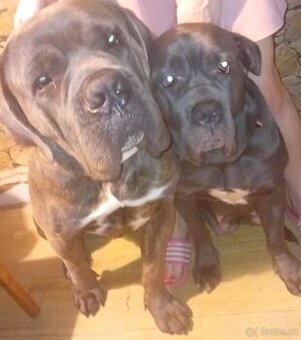 Daruji Cane Corso Spěchá