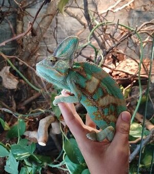 Chameleon jemenský