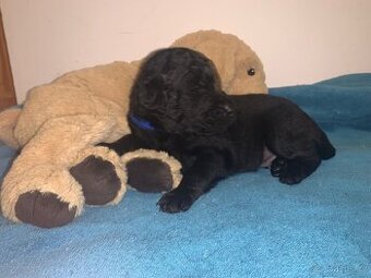 Labradoodle štěňata