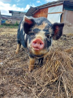 Sviňka a kanci kune kune