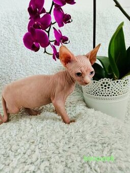 Sphynx kocourek