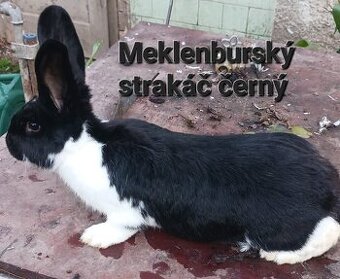 Meklenburský strakáč červený