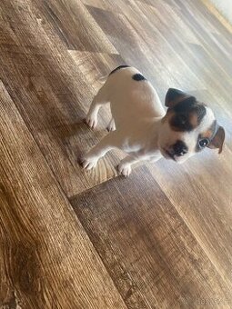 Jack russell