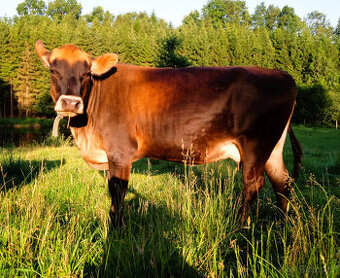 Vysokobřezí polomasná kráva REZERVOVÁNO