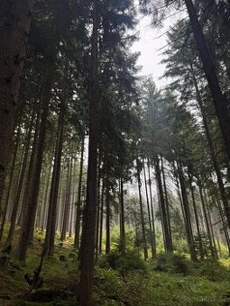 Prodám lesní pozemky v k.ú. Nicov