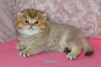 Koťátka s PP k rezervaci