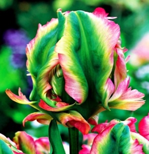 Tulipán Papoušči Exotic Parrot 5 ks cibulek