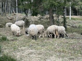 Prodám stádo ovcí 24 kusů s jehňaty