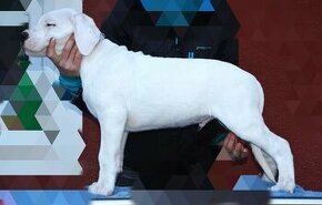 Argentinská doga štěně - 1