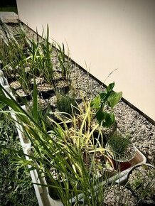 Rostliny do jezírek - 1