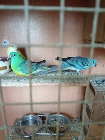 Papoušky spevavi - 1