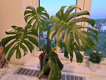 Monstera Thai Constellation - 1