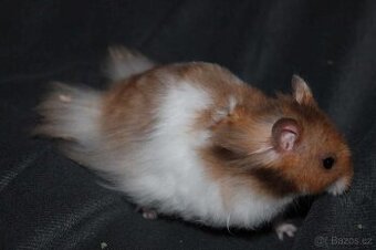 Křeček syrský