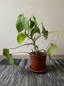 Mladá monstera