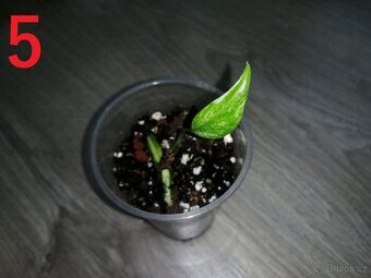 5.Monstera Deliciosa Albo variegata - Malinkatá rostlina