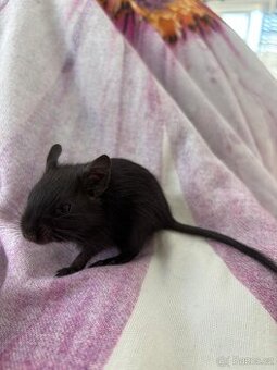 Osmák degu