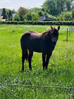 Quarter horse