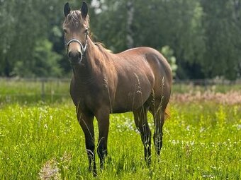 Quarter horse