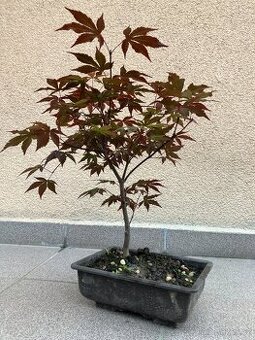 Bonsai, Bonsaj, japonský javor, skalky