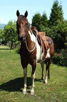 American Paint horse valach