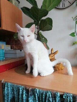Kocourek bílý