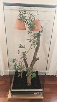 Prodám terárium 100 x 40 cm s osvětlením + pagekon řasnatý (