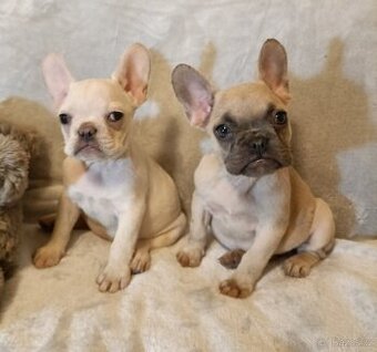 Šteniatka - Francúzsky buldoček, platina, lilak, fawn,