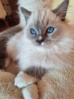 Nádherné koťátka Ragdoll s Pp