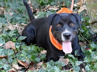 ADRIANA K ADOPCI - přátelská, umazlená, vděčná