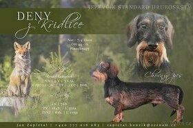 Nabízím krytí jezevčík standart drsnosrstý