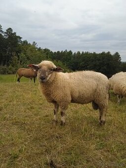 Letošní berani nejlépe na chov