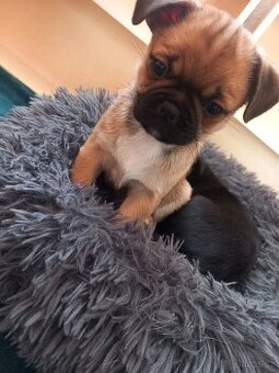 Štěně Mops vs pinč