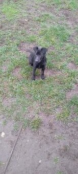 Patterdale teriér křížený s jagdteriérem