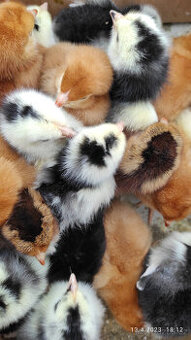 Kuřátka a slepičky na barevná vajička