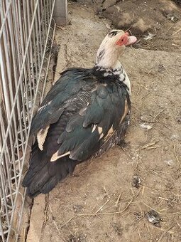 2x kachna, 1x kačer