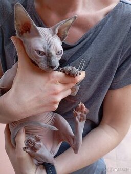 Sphynx koťátko S PP