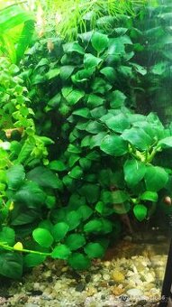Anubias