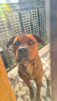 Staford vykastrovaný 2roční po seniorovi - spěchá