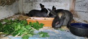 Domácí chov králíků