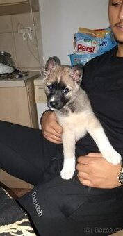 Německý ovčák husky
