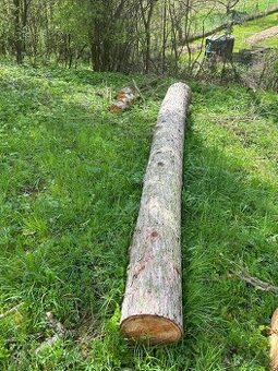 Modřínová kularina na řezivo