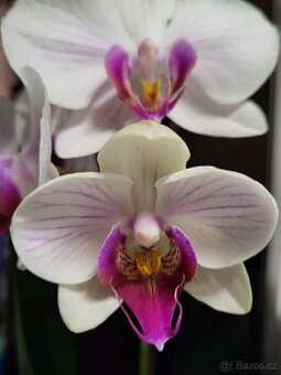 Phalaenopsis, zakořeněná odnož - 1