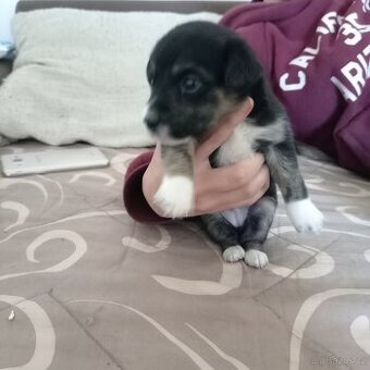 Stene