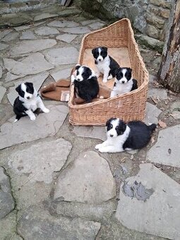 Border kolie