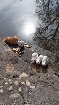 Nutrie - 1