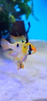 Apistogramma Mikrogeophagus Ramirezi