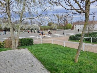 Statek Našiměřice nabízí ustájení koní.