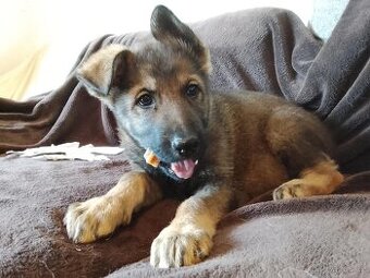 ŠTĚŇATA NĚMECKÝ OVČÁK