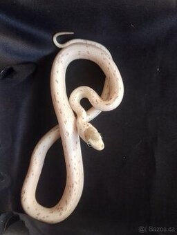 Užovka červená palmetto